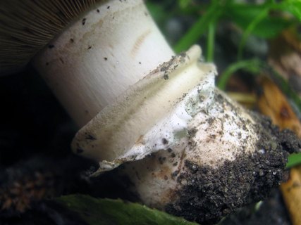 Agaricus bitorquis