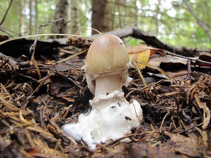 Amanita porphyiria