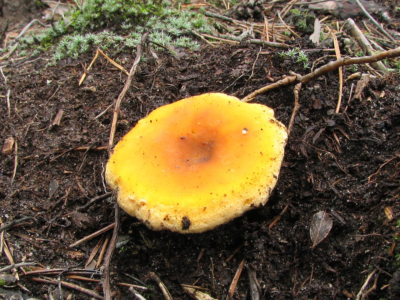 Hygrophoropsis aurantiaca