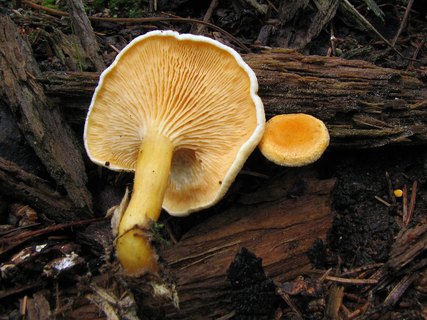 Hygrophoropsis aurantiaca