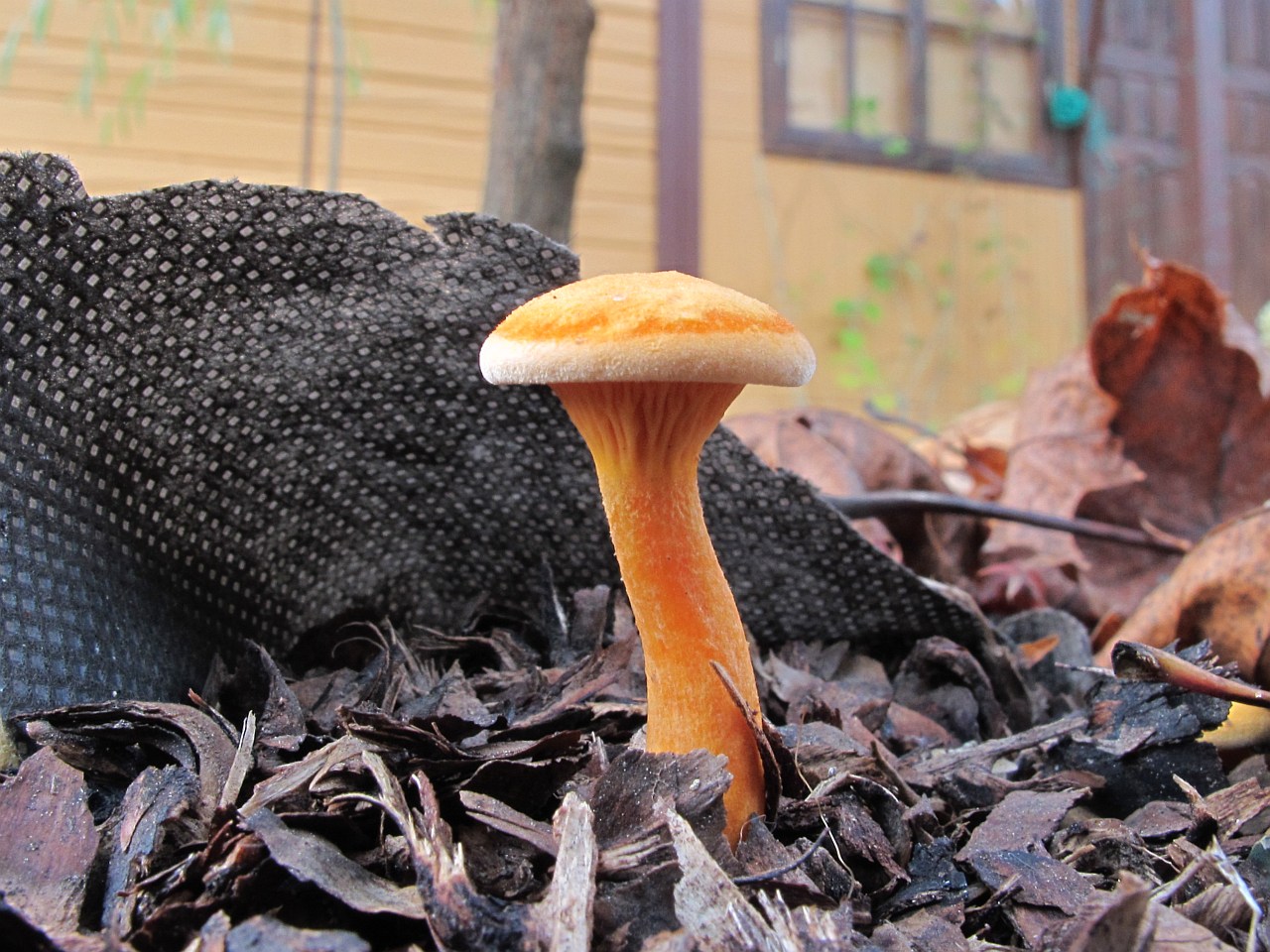 Hygrophoropsis aurantiaca