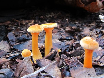 Hygrophoropsis aurantiaca