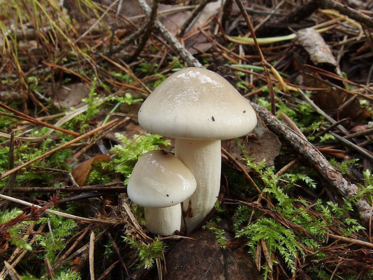Hygrophorus agathosmus