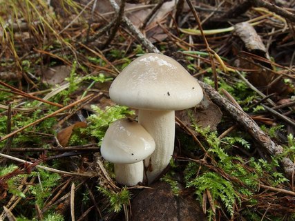 Hygrophorus agathosmus