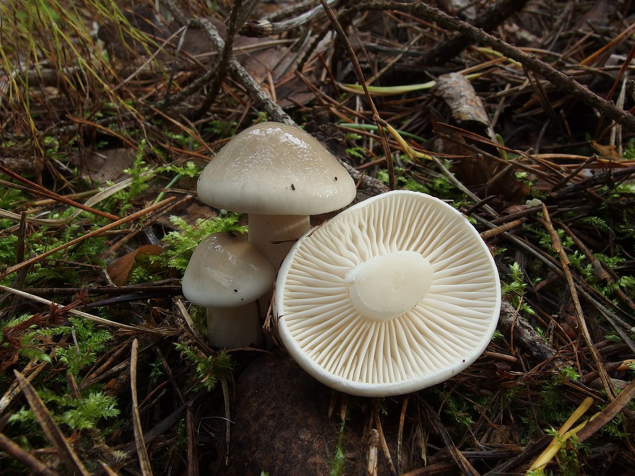 Hygrophorus agathosmus