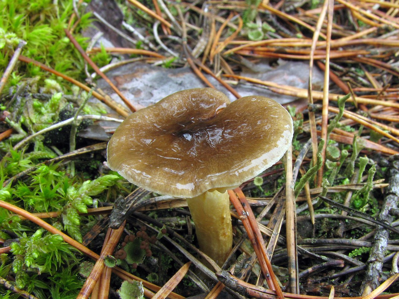 Hygrophorus hypotejus