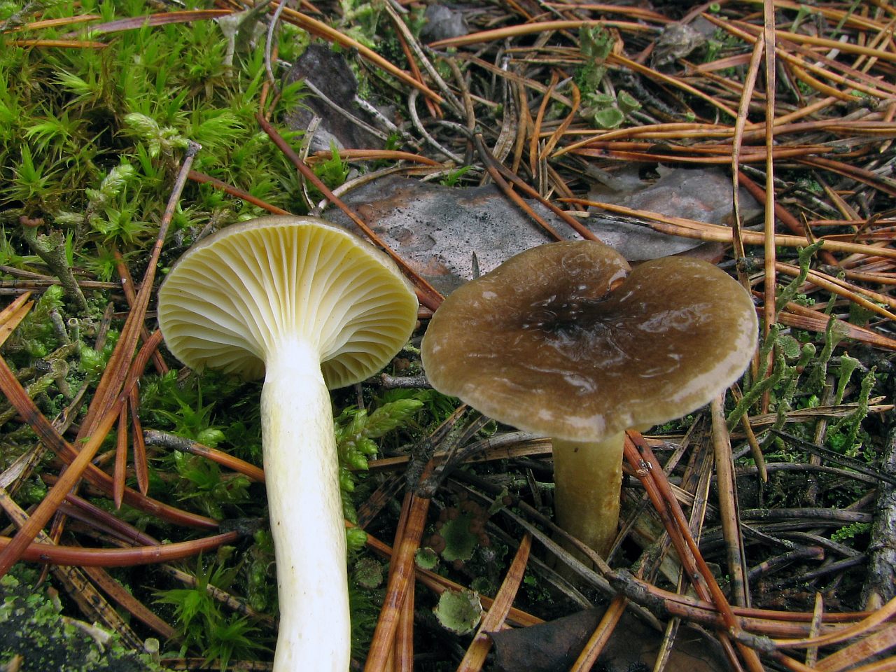 Hygrophorus hypotejus