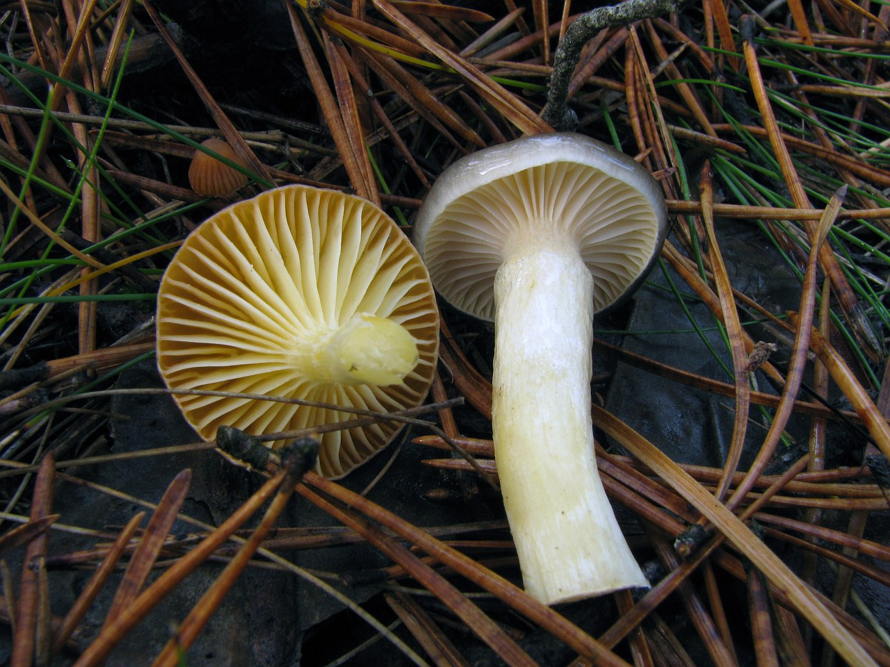 Hygrophorus hypotejus
