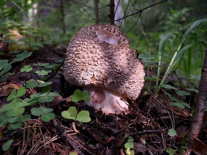 Amanita rubescens
