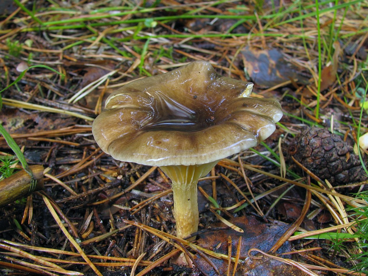 Hygrophorus hypotejus