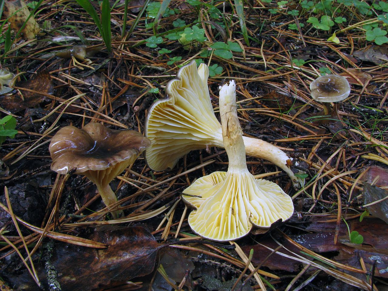 Hygrophorus hypotejus