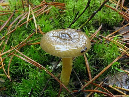 Hygrophorus hypotejus