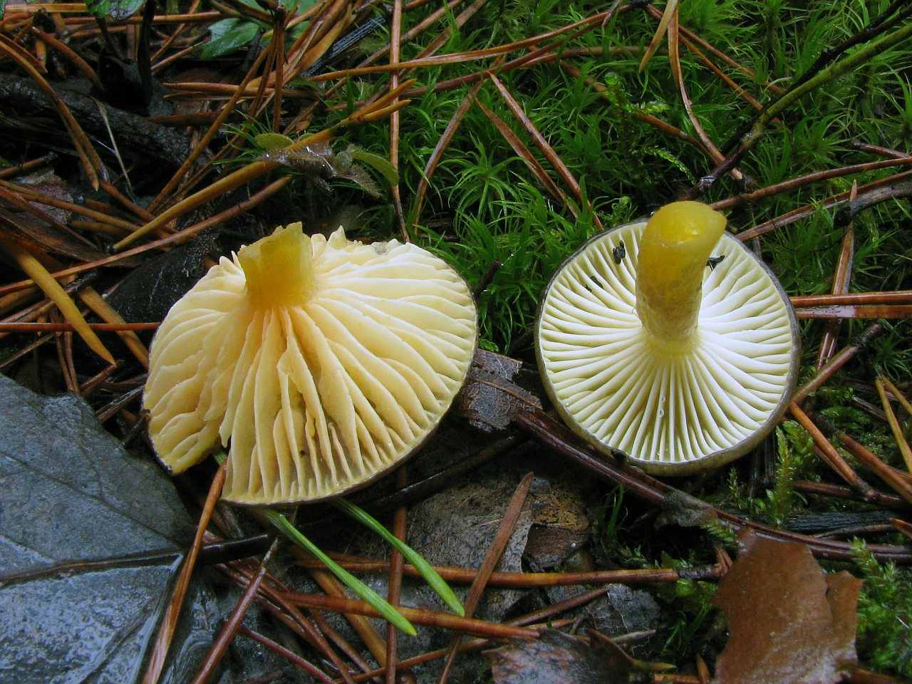 Hygrophorus hypotejus