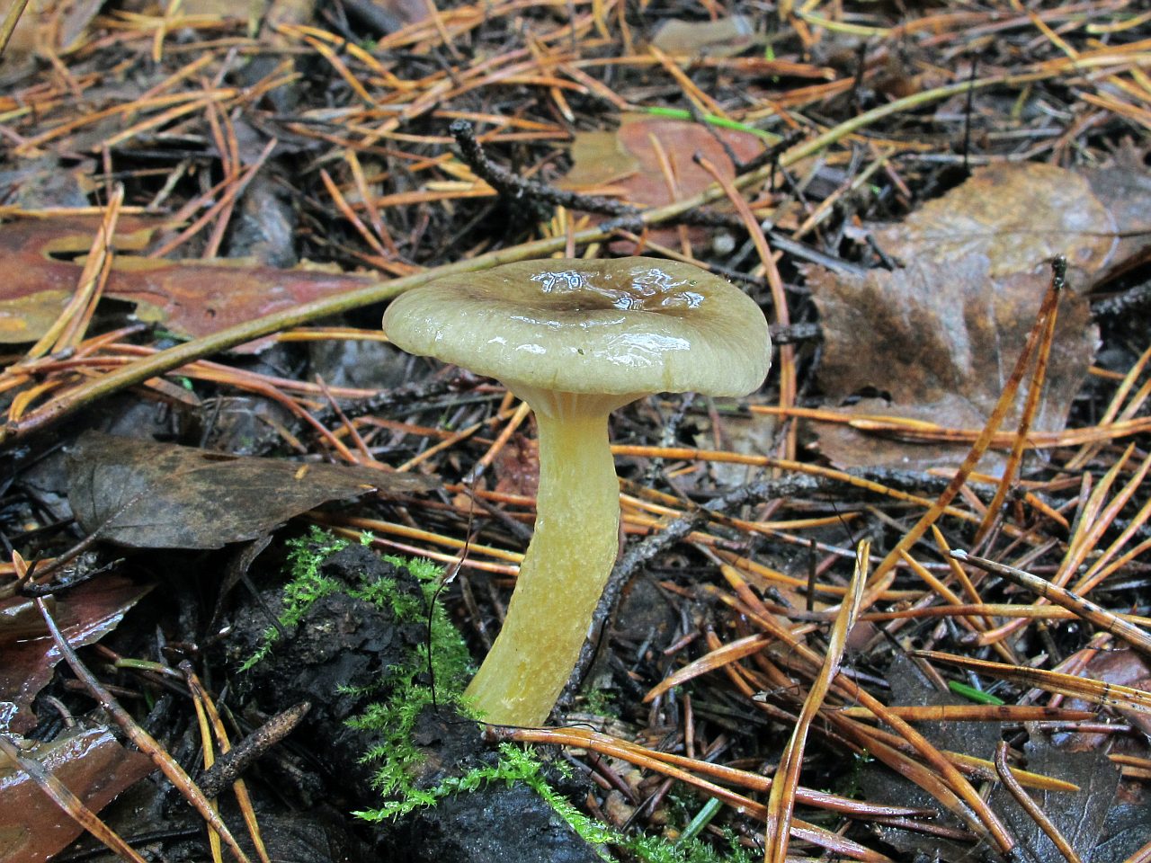 Hygrophorus hypotejus