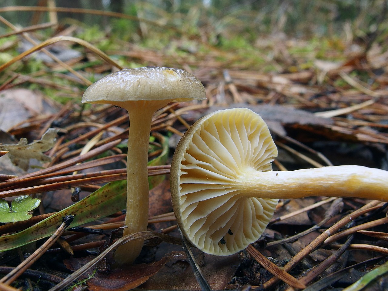 Hygrophorus hypotejus