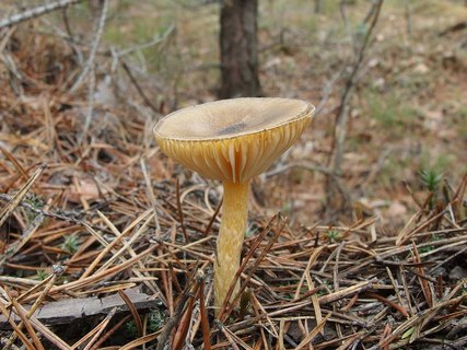 Hygrophorus hypotejus