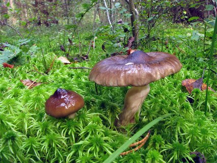 Hygrophorus olivaceoalbus