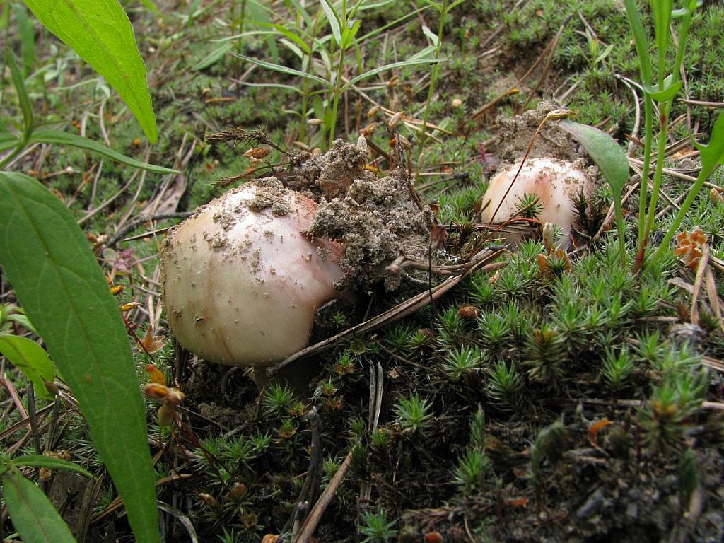 Amanita rubescens