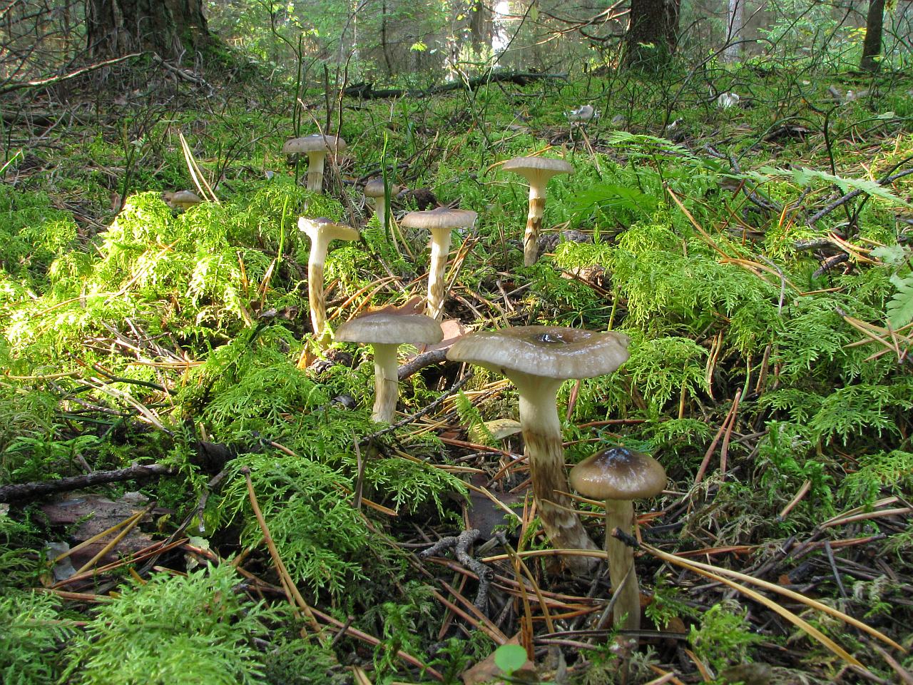 Hygrophorus olivaceoalbus