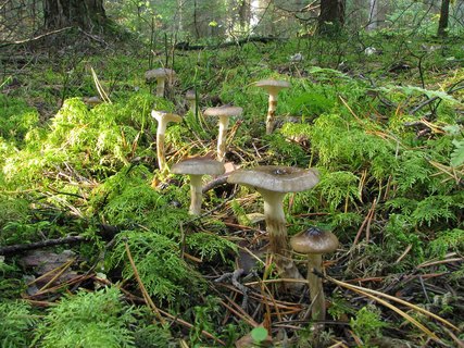 Hygrophorus olivaceoalbus
