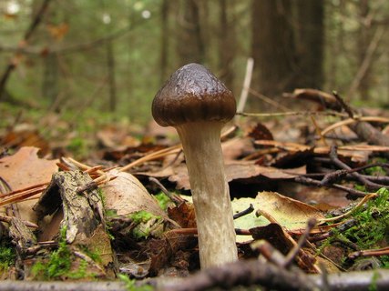 Hygrophorus olivaceoalbus