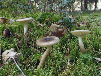 Hygrophorus olivaceoalbus