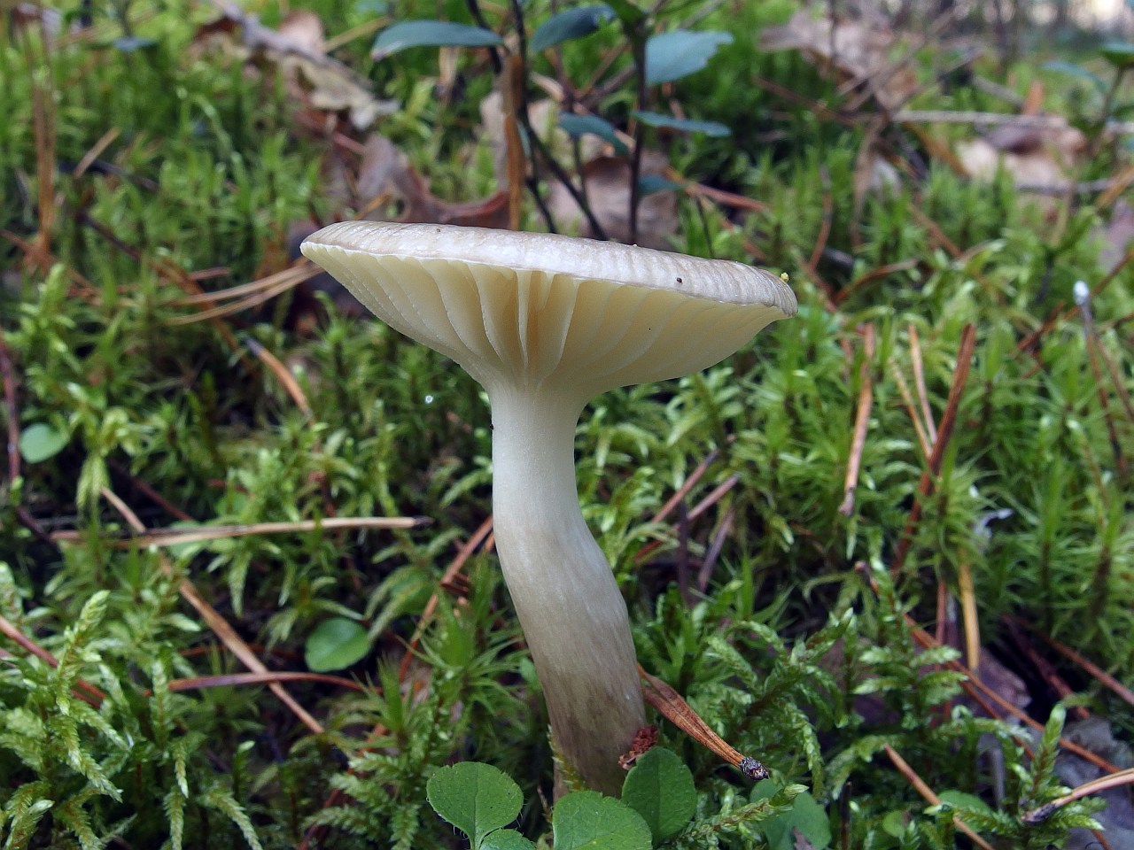 Hygrophorus olivaceoalbus