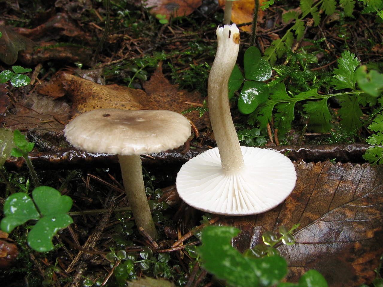 Hygrophorus pustulatus