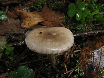Hygrophorus pustulatus