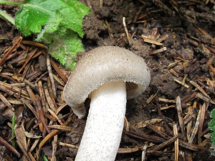 Hygrophorus pustulatus