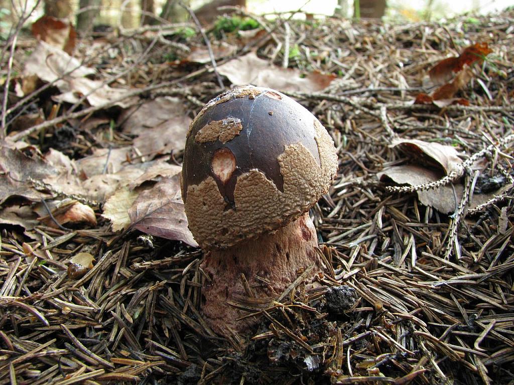 Amanita rubescens