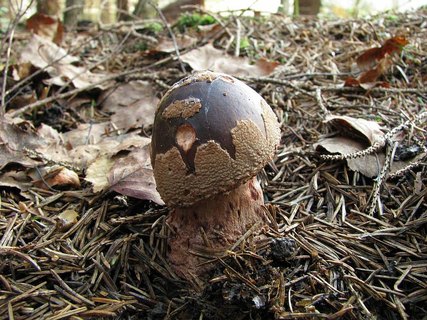 Amanita rubescens
