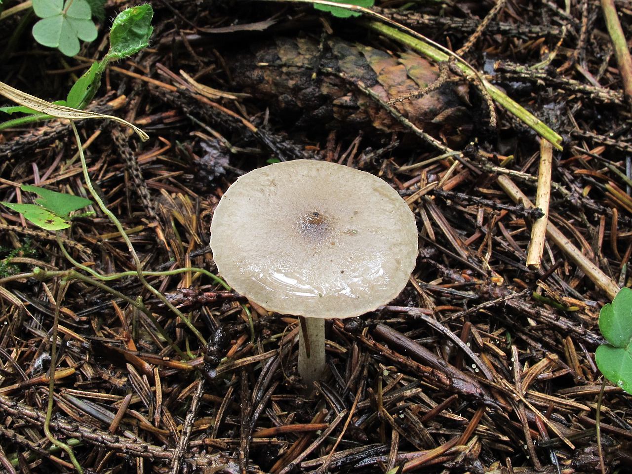 Hygrophorus pustulatus