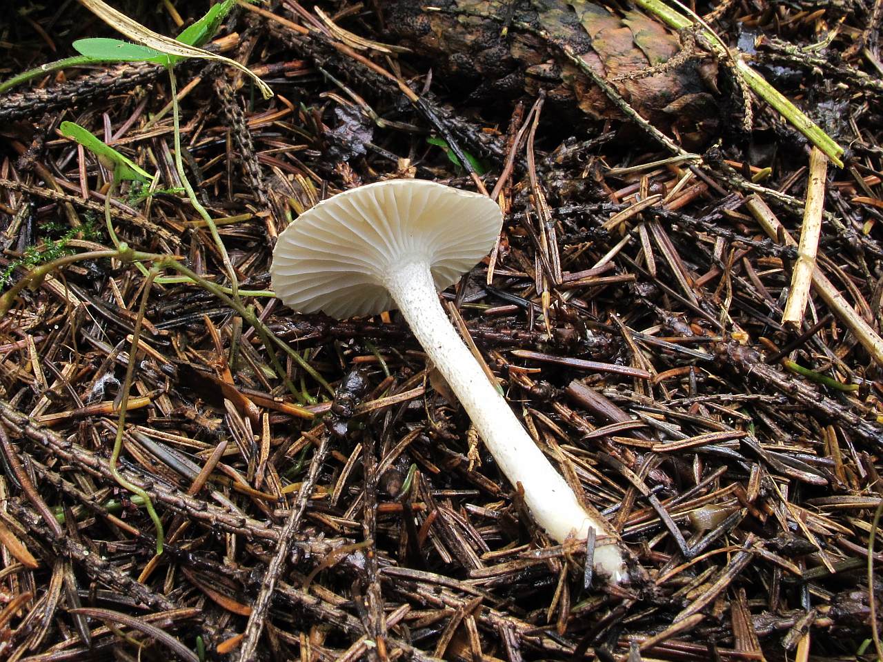 Hygrophorus pustulatus