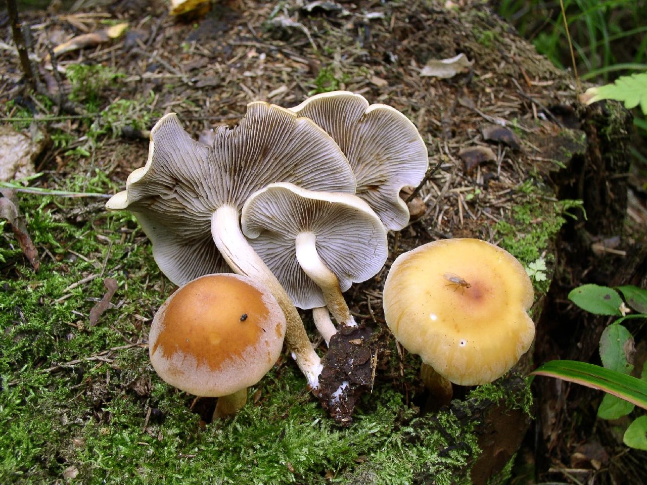 Hypholoma capnoides