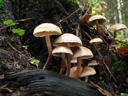 Hypholoma capnoides