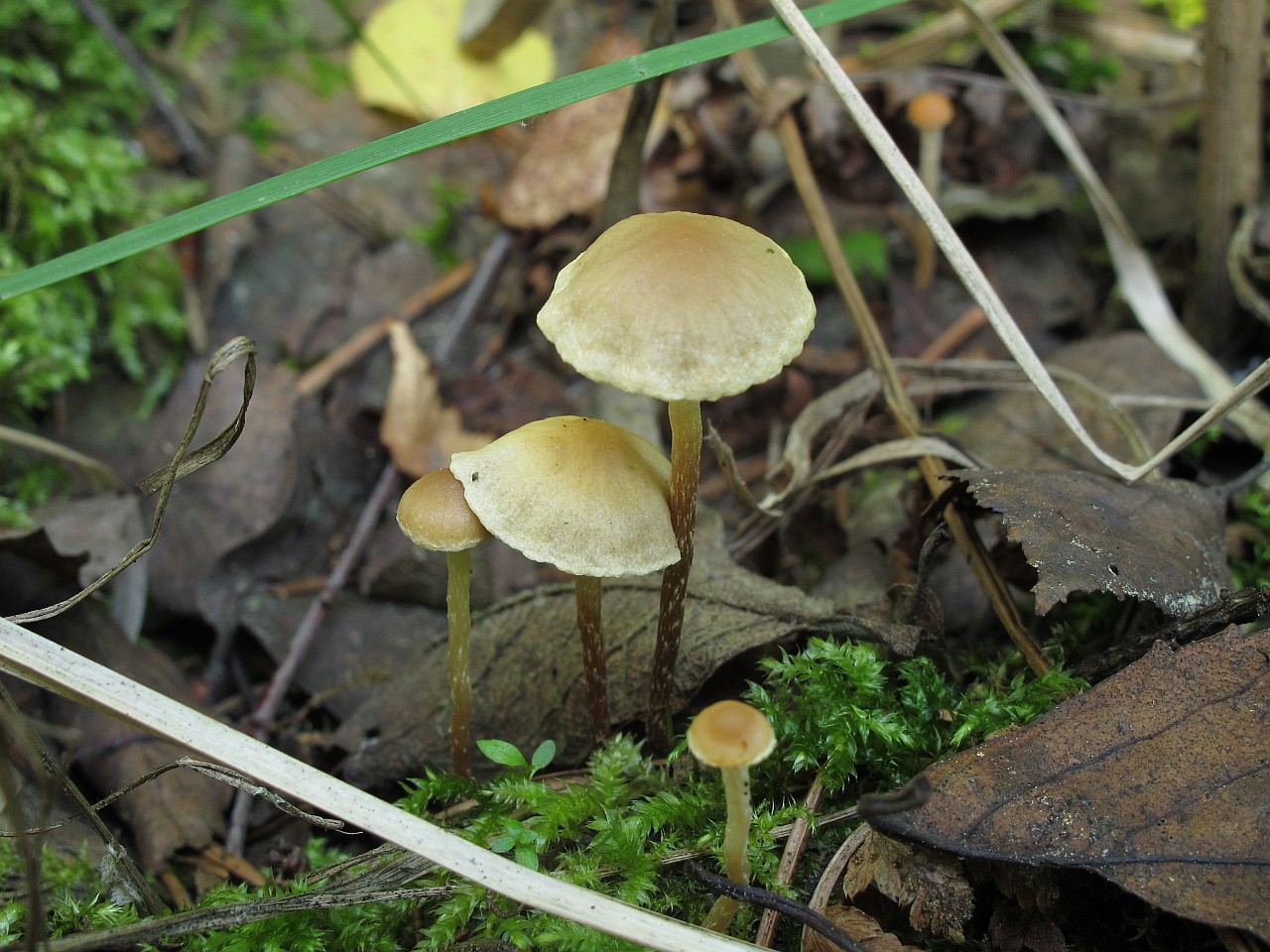 Hypholoma elongatum