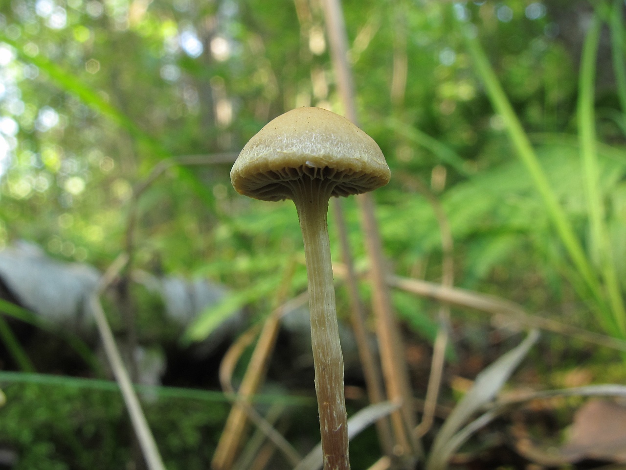 Hypholoma elongatum