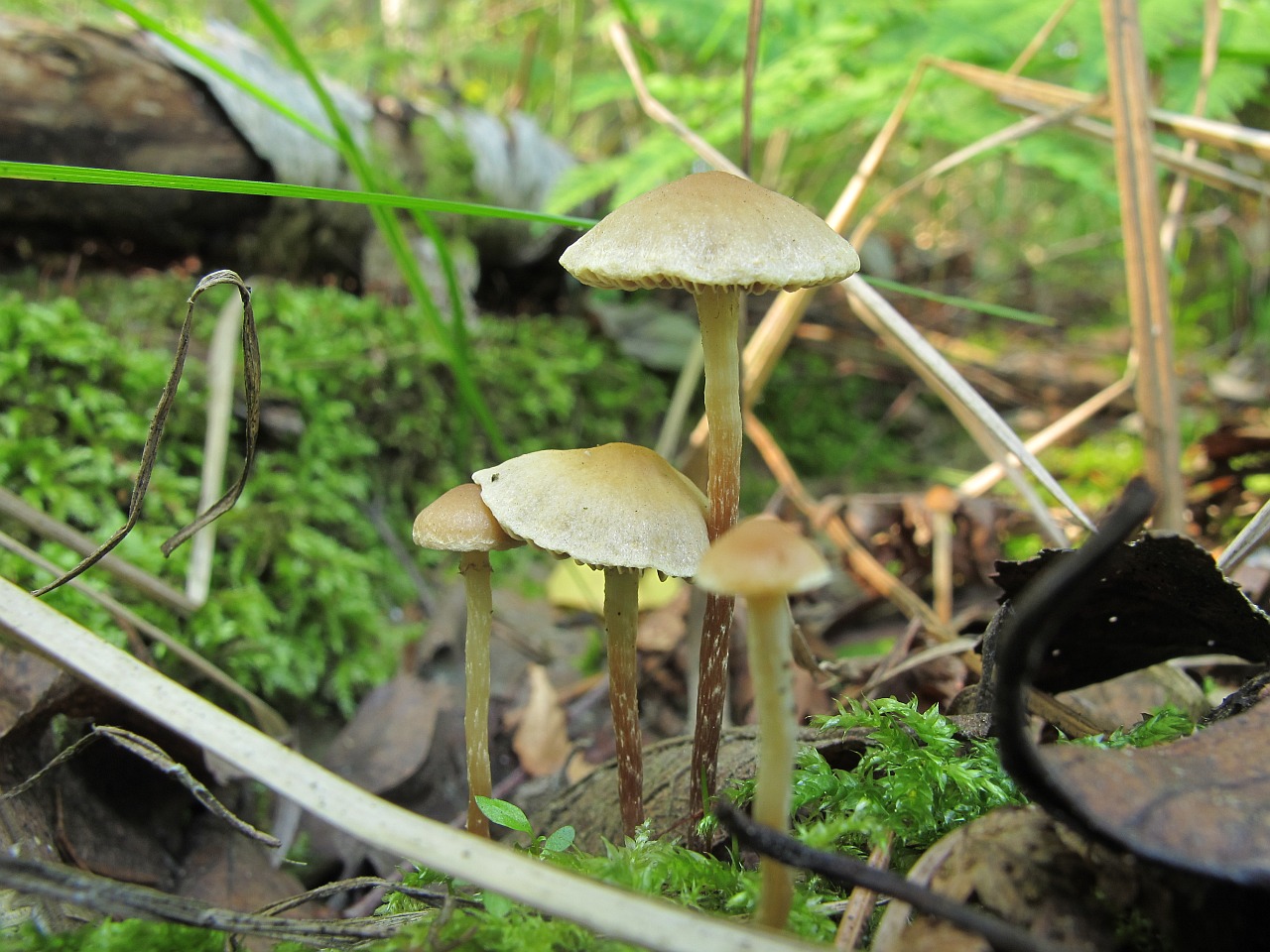 Hypholoma elongatum