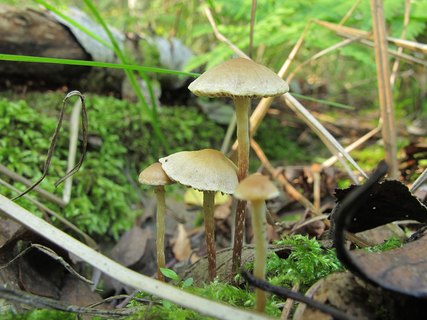Hypholoma elongatum