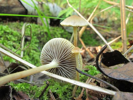 Hypholoma elongatum