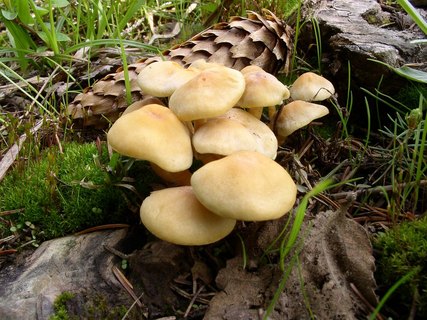 Hypholoma fasciculare