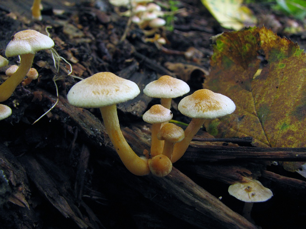 Hypholoma fasciculare