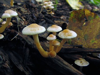 Hypholoma fasciculare