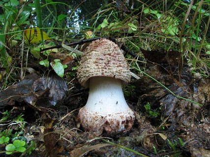 Amanita rubescens