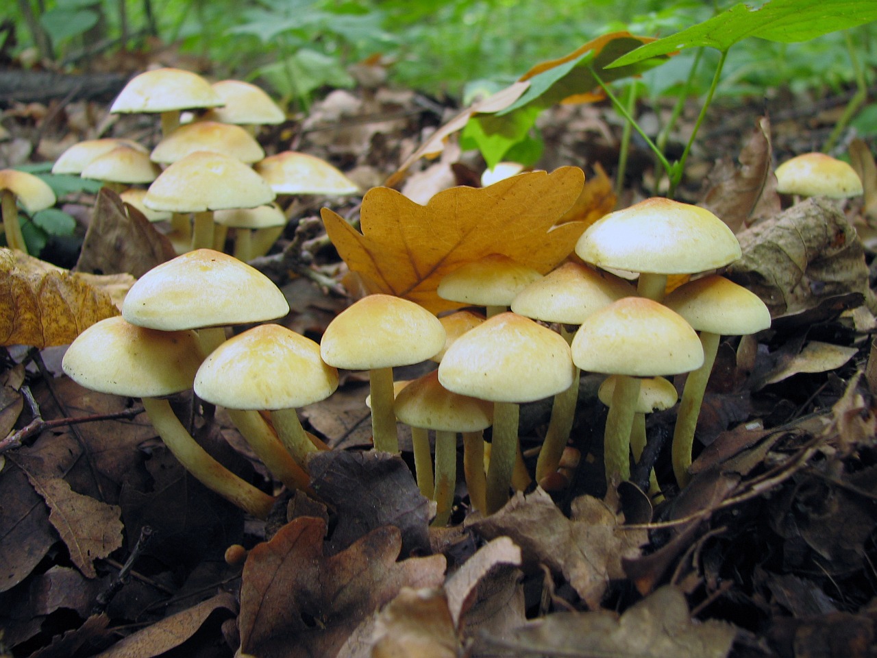Hypholoma fasciculare
