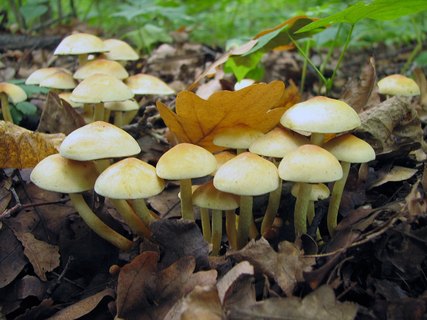Hypholoma fasciculare