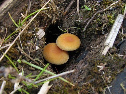 Hypholoma fasciculare