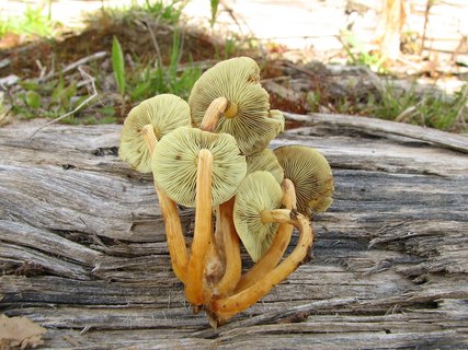 Hypholoma fasciculare