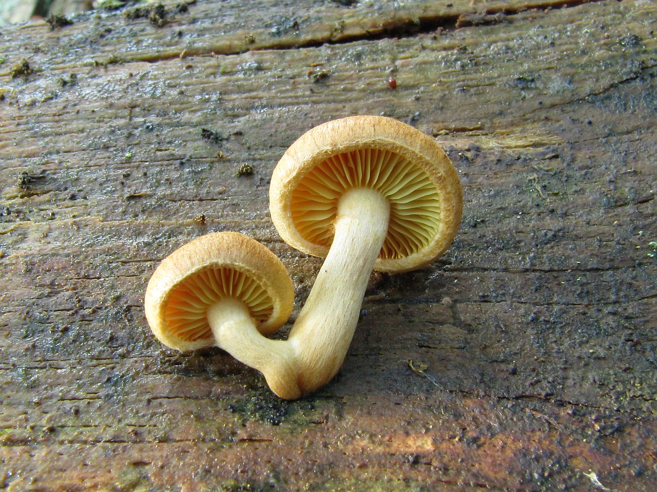 Hypholoma fasciculare